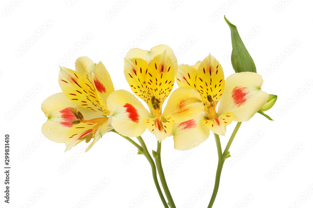 Three alstroemeria flowers