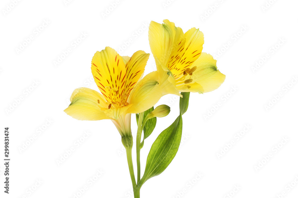 Two alstroemeria flowers Two alstroemeria flowers