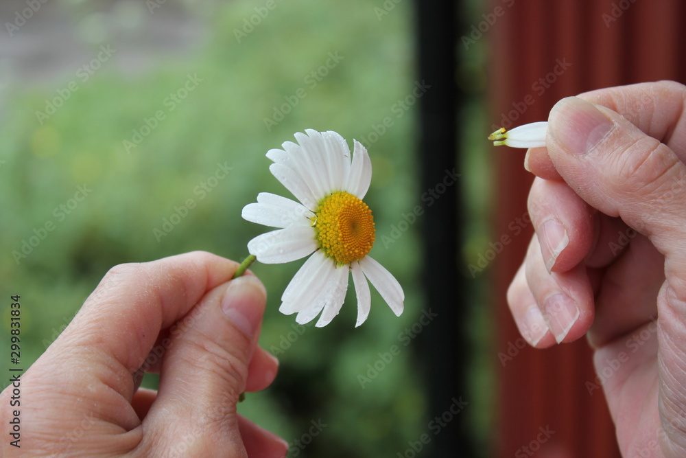 Hand pulling petals away from a daisies.