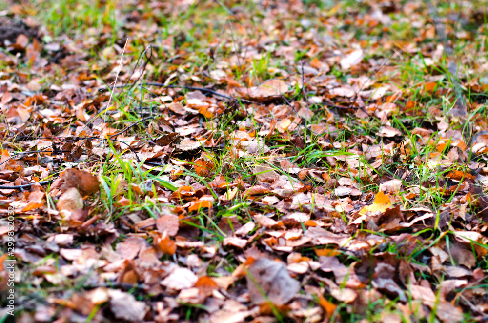 autumn colorful leaves on green grass. closeup image