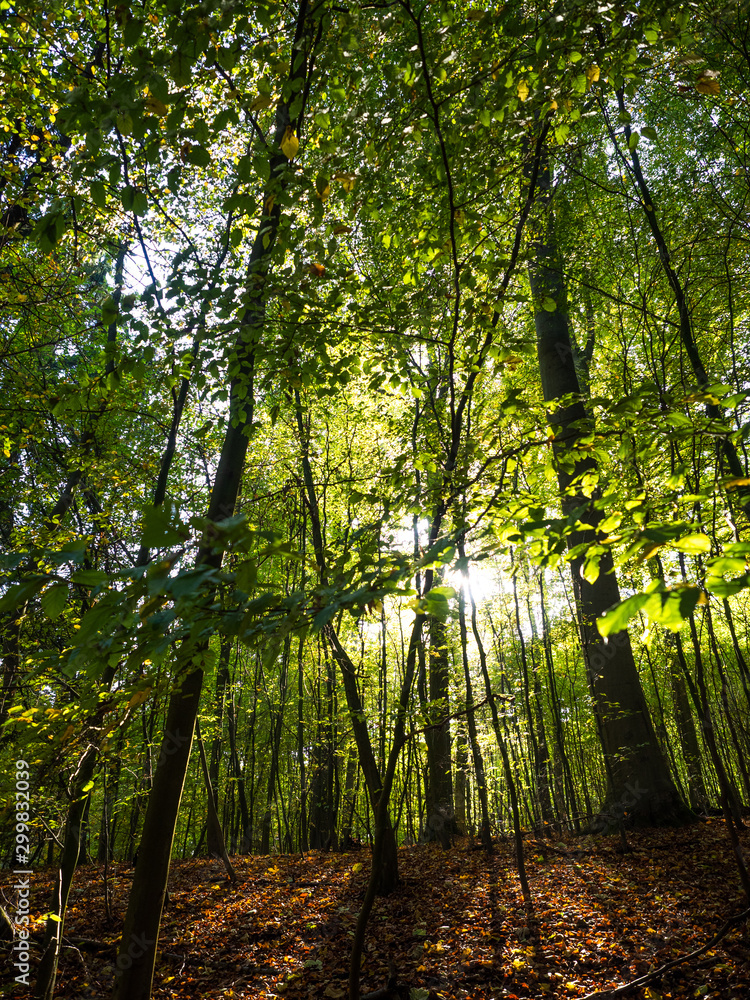 Obraz premium Wald 