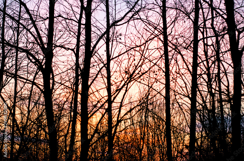 Tree silhouette on sunset sky background Tree silhouette on sunset sky background