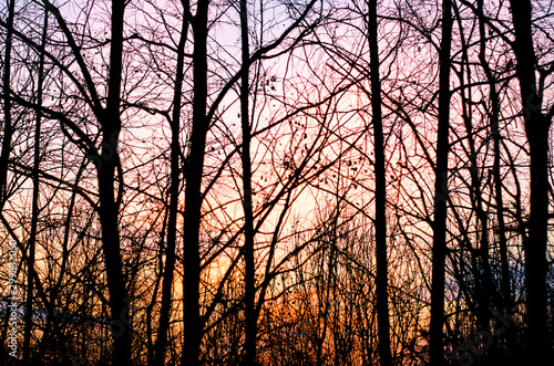 Tree silhouette on sunset sky background