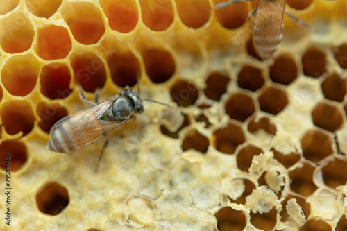 Macro of working bees on honeycomb, Background hexagon texture, © Achira22
