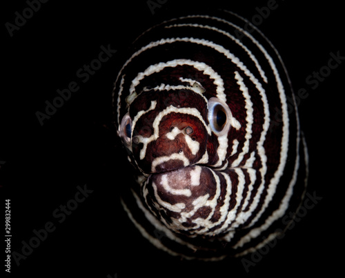 Zebra moray eel with black background - Gymnomuraena zebra photo