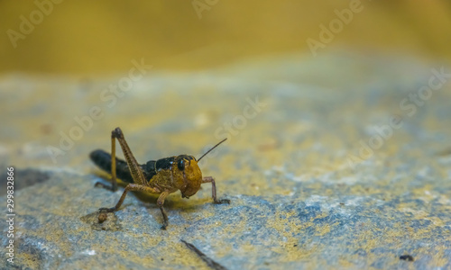 macro closeup portrait of a locust, popular insect from Eurasia, Grasshopper species photo