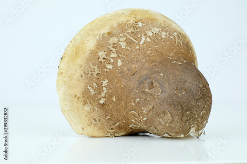 Birch polypore mushroom Isolated on a white background, sicentific name Fomitopsis betulina photo
