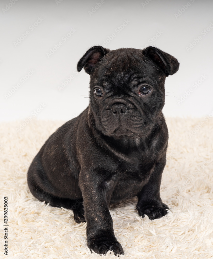 French Bulldog Puppy, 6 weeks old. French Bulldog Puppy, 6 weeks old.