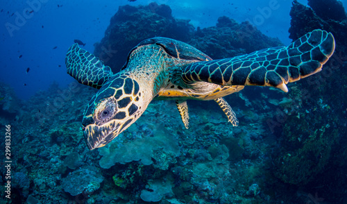 Hawksbill Turtle (Eretmochelys imbricata) swimming in the ocean over a coral reef