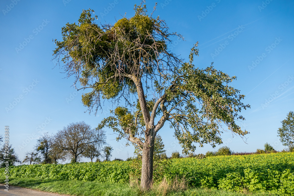 Fototapeta premium Misteln auf Obstbaum
