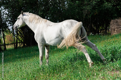 Canvas Print White lipizzaner horse is stretching before urinating.