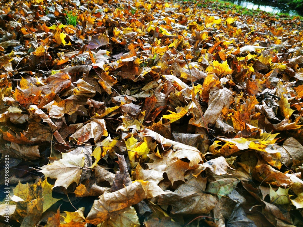Autumn leaves Close up. Fall Forest trees. Nature background. Autumn leaves Close up. Fall Forest trees. Nature background.