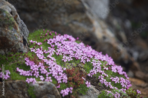 Mountain flowers © Ralf