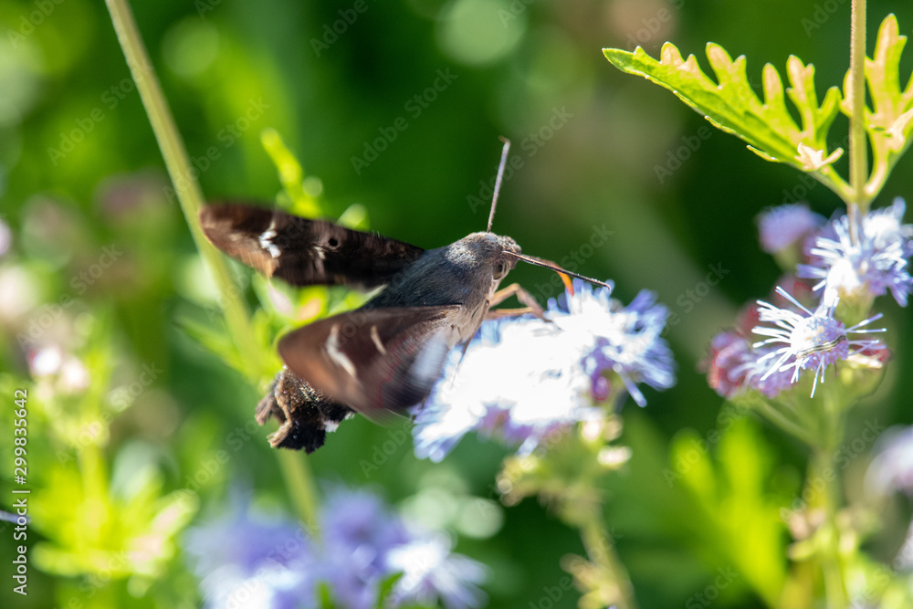Titan Sphinx moth on Greg's Mist Flower Titan Sphinx moth on Greg's Mist Flower