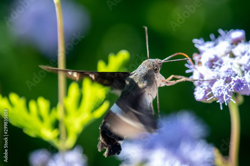 Titan Sphinx moth on Greg's Mist Flower