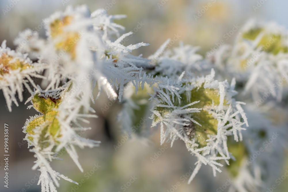 Wunderschöne Eiskristalle an einer Pflanze in der Morgensonne Wunderschöne Eiskristalle an einer Pflanze in der Morgensonne