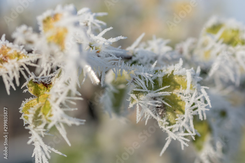 Wunderschöne Eiskristalle an einer Pflanze in der Morgensonne