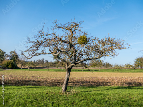 Misteln auf Obstbaum photo