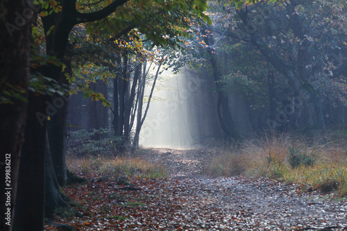 path in autumn misty forest