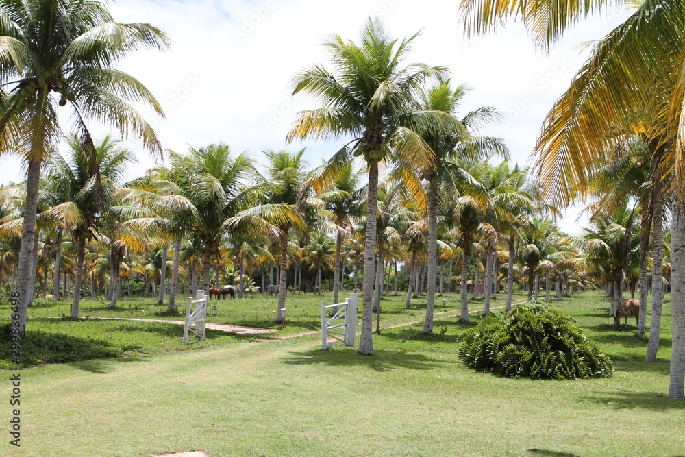 palm trees on beach farm over Bahia, Brazil
