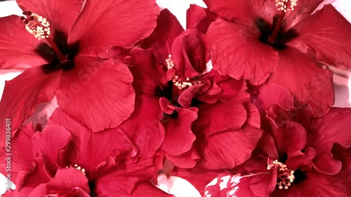 Red flowers. Background of blooming red hibiscus. Red flowers bloom and fill the whole background. Time lapse.  