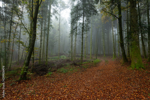 un chemin forestier tapis de feuille morte rouge photo