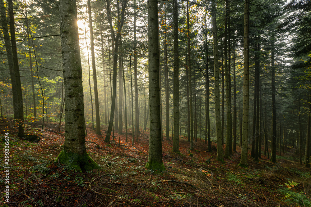 un rayon de soleil dans les bois en automne un rayon de soleil dans les bois en automne