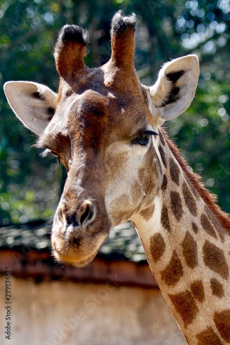 Head of giraffe © Igor