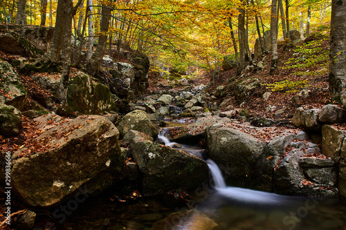 Forest in autumn with small river