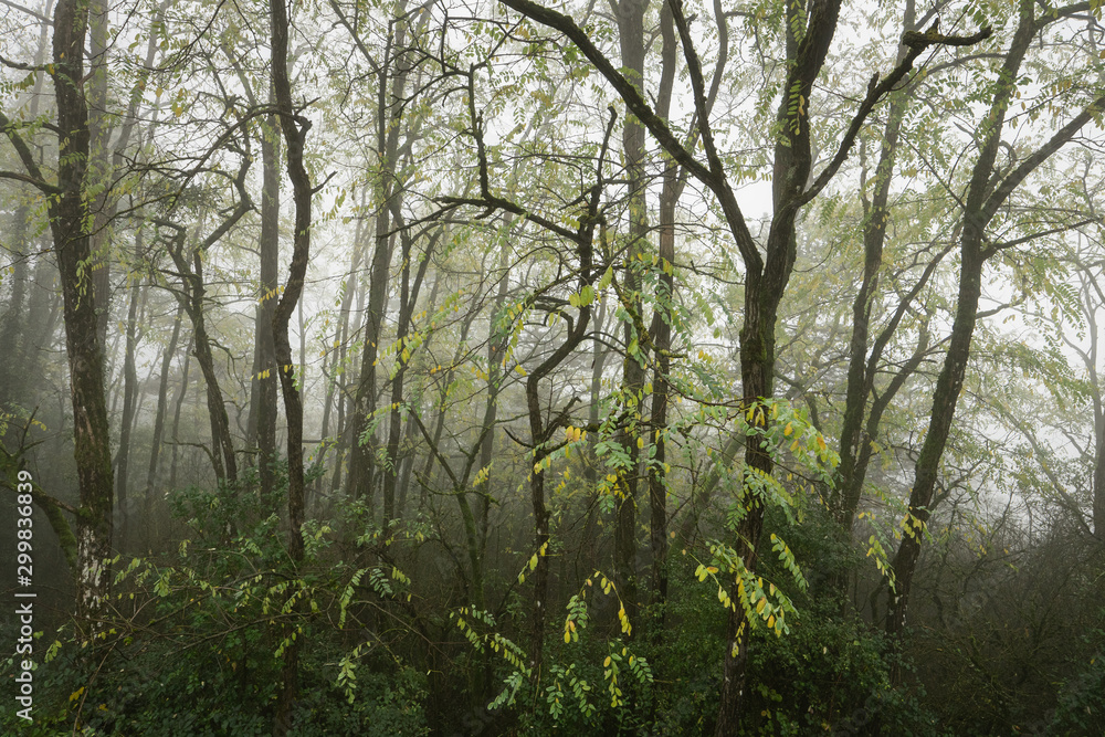 des arbres au feuilles jaunes dans le brouillard des arbres au feuilles jaunes dans le brouillard