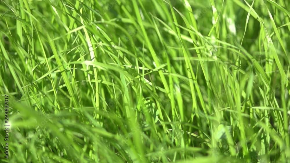 Green grass with water drops. Nature background, lawn close up. Green grass with water drops. Nature background, lawn close up.