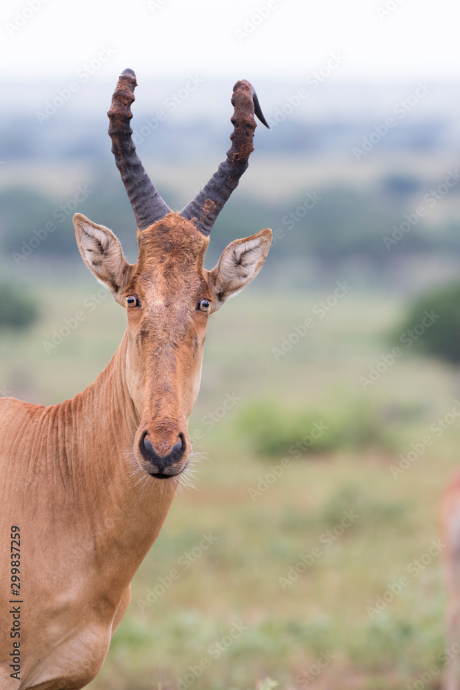 Fototapeta premium Portrait of Jackson´s Hartebeest antelope
