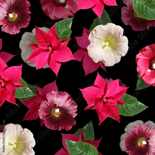 Beautiful floral background of mallow and poinsettia. Isolated