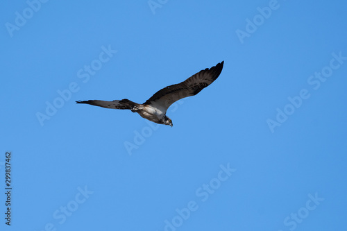 Osprey