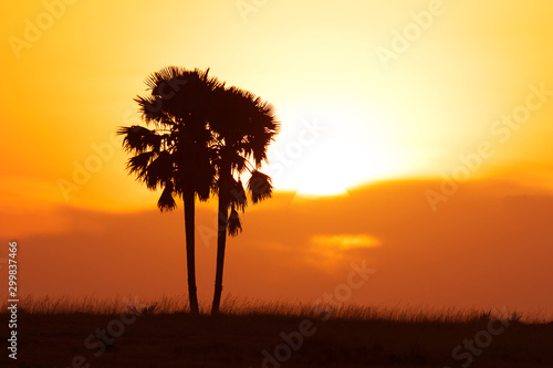 African sunset with palm tree