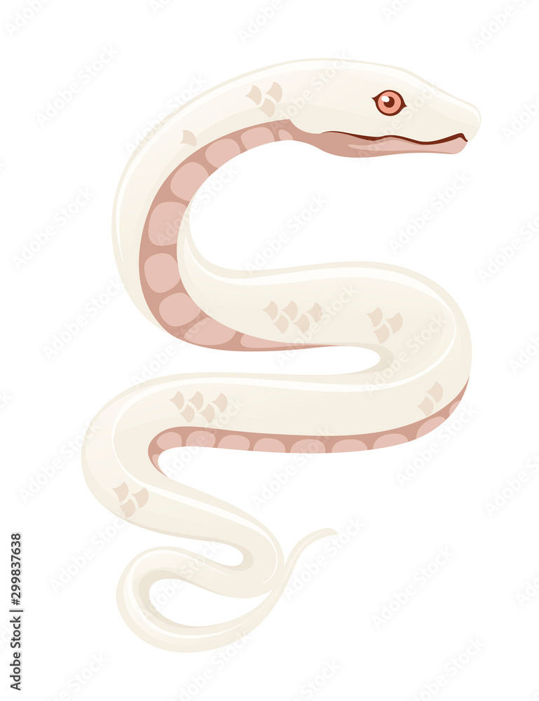 Fototapeta premium White albino snake cartoon animal design flat vector illustration isolated on white background