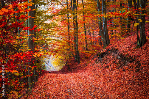 Autumn forest scenery with beautiful colors. Forest footpath covered with fallen leaves. © Milan
