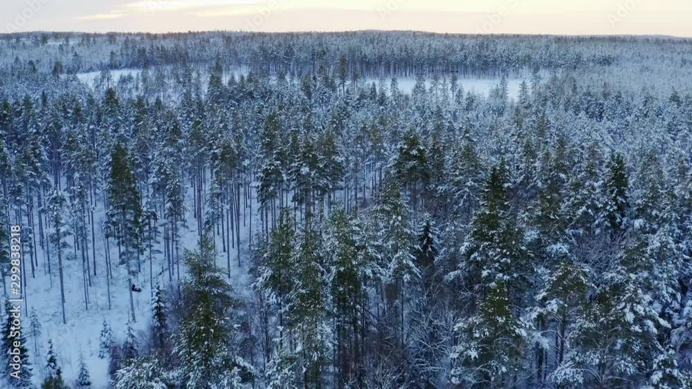 Majestic view of winter pine tree forest from above, Northern Sweden, around Umea city, filmed late December, when winter day is short sun is low, subarctic landscape. Slow drone flight with camera Majestic view of winter pine tree forest from above, Northern Sweden, around Umea city, filmed late December, when winter day is short sun is low, subarctic landscape. Slow drone flight with camera