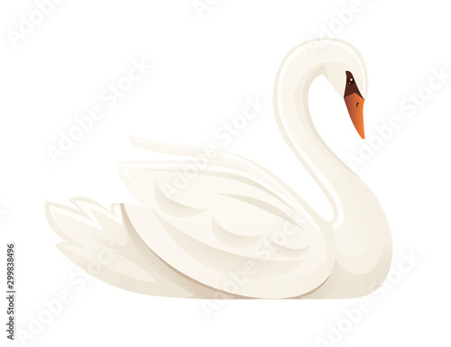 Fototapeta White swan largest flying bird swim on water cartoon animal design flat vector i