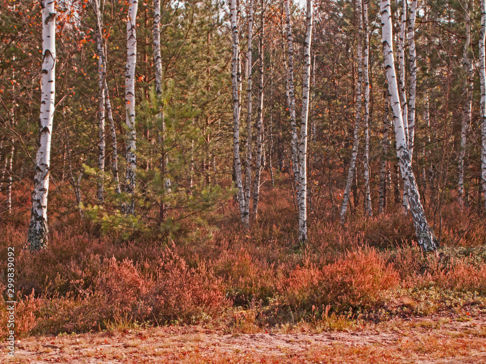 Obraz premium Jesień na wrzosowisku.