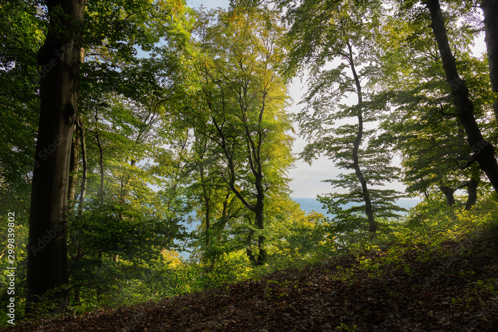 A view through autumnal trees on the wide sea in the background. A forest near the cliff of the high chalk rocks on the German Baltic Sea island Ruegen. Sunbeams and some haze. A view through autumnal trees on the wide sea in the background. A forest near the cliff of the high chalk rocks on the German Baltic Sea island Ruegen. Sunbeams and some haze.