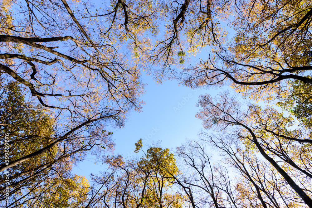 Autumn trees and leaves foliage, Kosutnjak park in Belgrade, Serbia Autumn trees and leaves foliage, Kosutnjak park in Belgrade, Serbia