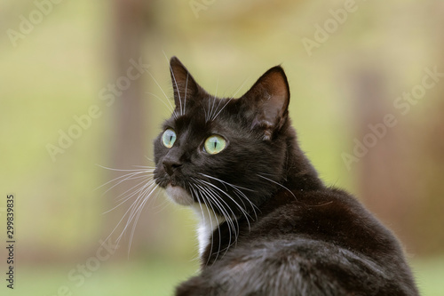 A young tuxedo cat looks over her shoulder