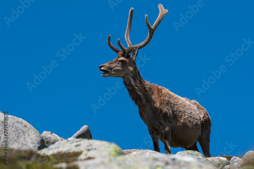 Red Deer