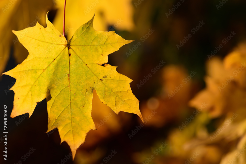 Closeup of golden shining maple leaves in autumn in front of dark background