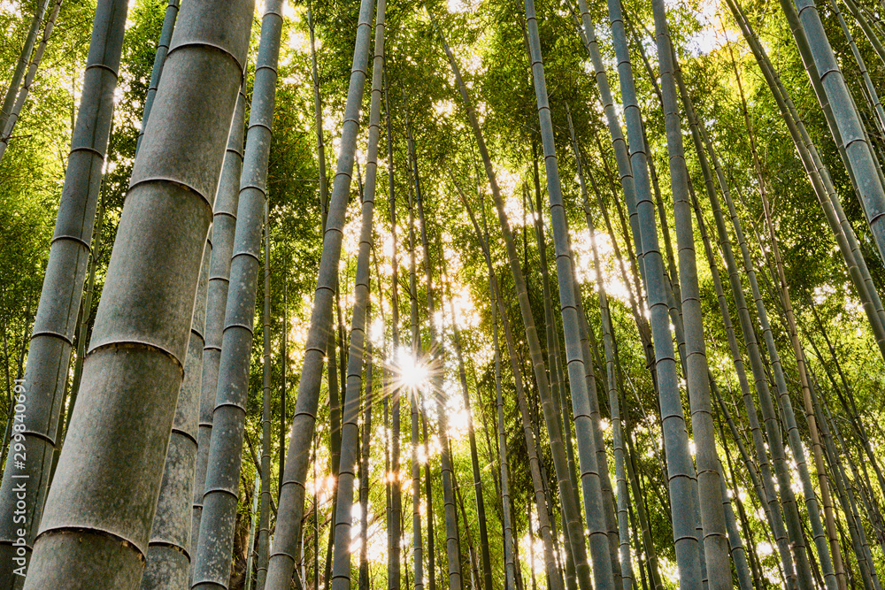 Foto de Bamboo grove in the forest on Mountain Inari in Kyoto, Japan