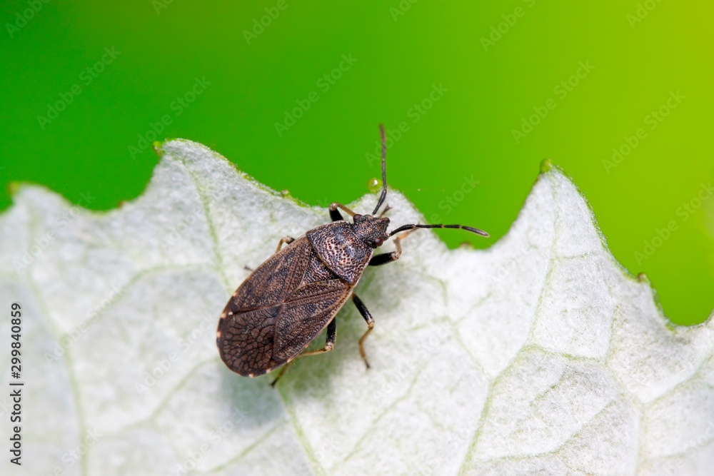 Obraz premium stinkbug on plant
