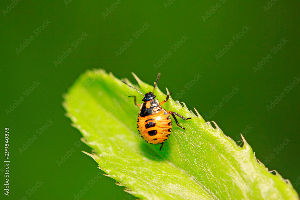 stinkbug on plant stinkbug on plant