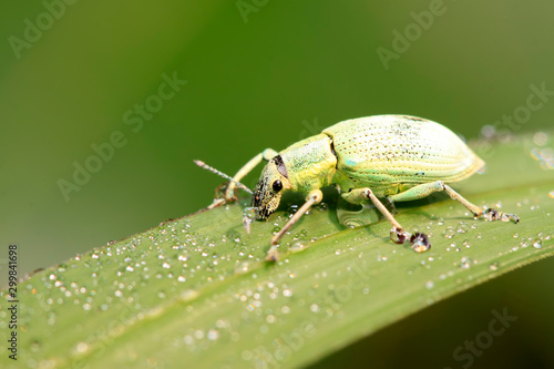 Wallpaper Mural weevil on plant Torontodigital.ca