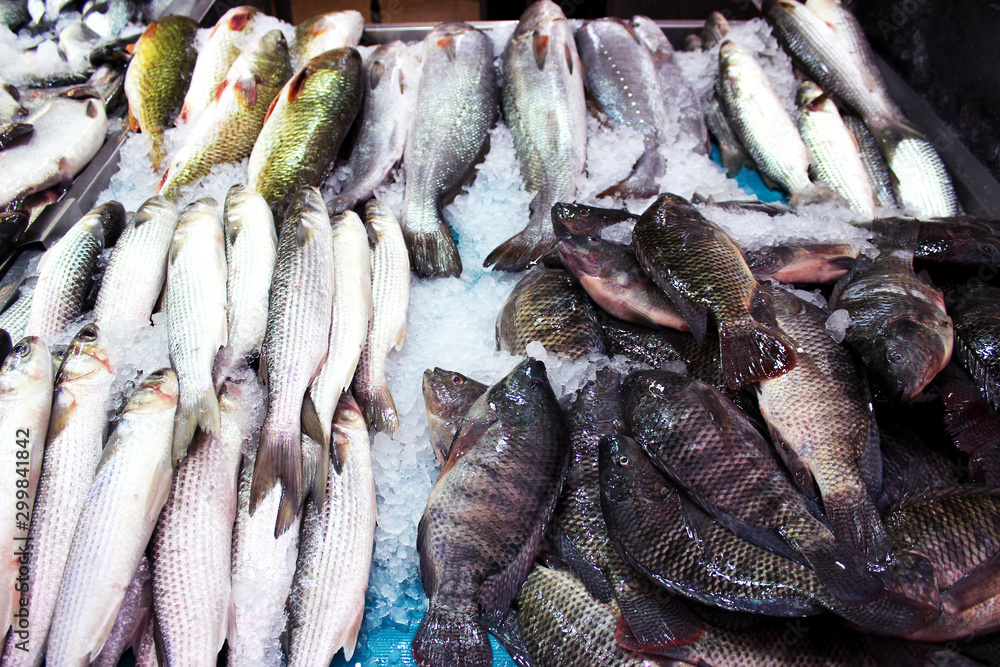 Fototapeta premium Different fish in the market on ice. A lot of fish to choose from. Jerusalem. Israel.
